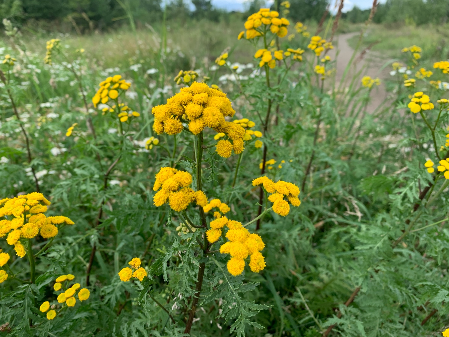 Blume gelb Phytotherapie